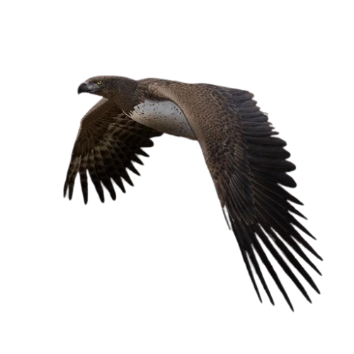 Martial Eagle
